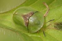 Cassida sanguinolenta