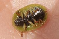 Cassida sanguinolenta