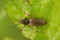 Athous bicolor