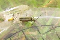 Oedemera lurida