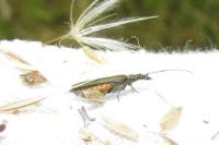 Oedemera lurida