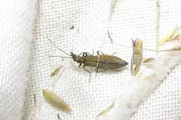 Oedemera lurida