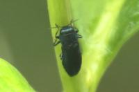Agrilus cyanescens