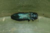 Agrilus cyanescens