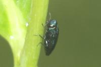 Agrilus cyanescens