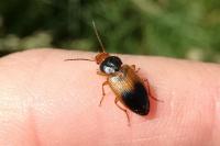 Diachromus germanus