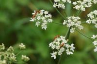 Rhagonycha fulva