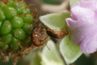 Mordellistena neuwaldeggiana