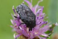 Oxythyrea funesta
