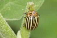 Leptinotarsa decemlineata