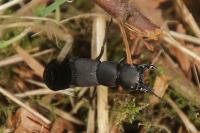 Ocypus olens