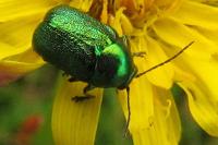 Cryptocephalus
