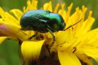 Cryptocephalus