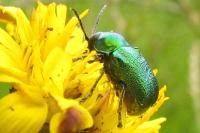 Cryptocephalus