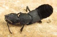 Ocypus