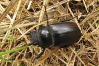 Lucanus cervus