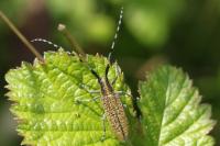 Agapanthia dahli