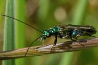 Oedemera nobilis