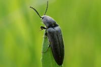 Cidnopus pilosus