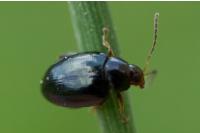 Psylliodes chrysocephala