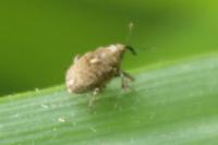 Ethelcus denticulatus