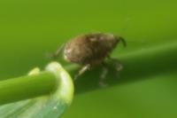Ethelcus denticulatus