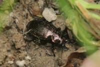 Calosoma inquisitor