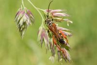 Stenopterus rufus