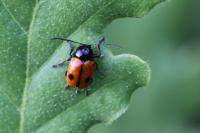 Cryptocephalus bipunctatus
