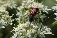 Trichodes apiarius