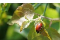 Chrysomela populi
