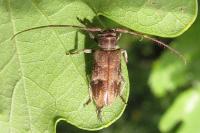 Exocentrus adspersus