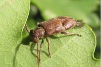 Exocentrus adspersus