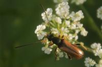 Alosterna tabacicolor
