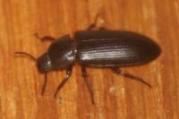 Tenebrio molitor