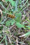 Chlorophorus glabromaculatus
