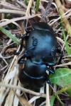 Timarcha tenebricosa