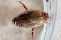 Rhantus suturalis