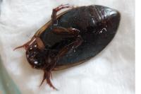 Rhantus suturalis