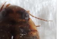 Rhantus suturalis