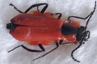 Anthocomus rufus