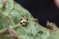 Propylea quatuordecimpunctata