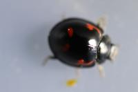 Exochomus quadripustulatus