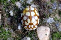 Sospita vigintiguttata