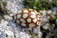 Sospita vigintiguttata