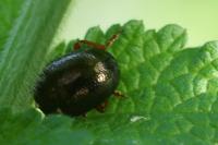 Chrysolina bankii
