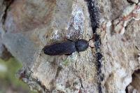 Melasis buprestoides