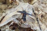 Melasis buprestoides