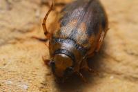 Hygrobia hermanni