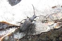 Stictoleptura scutellata